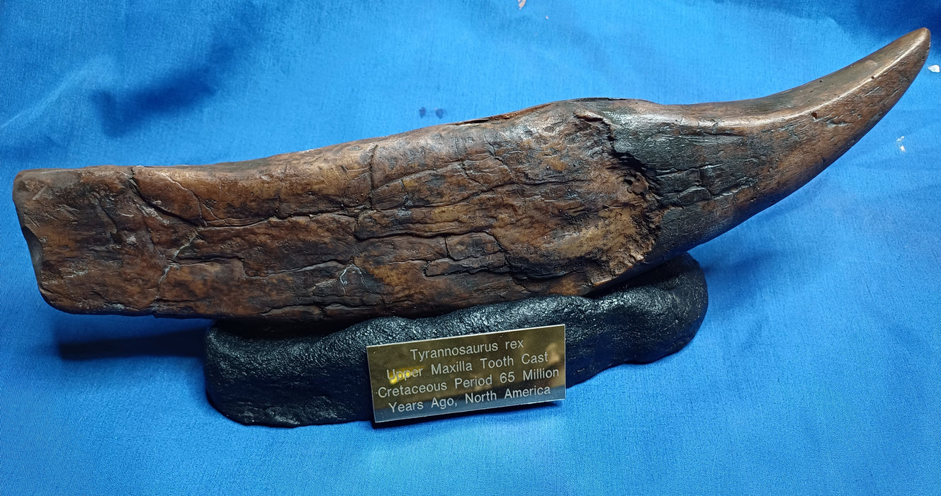 Worlds biggest T rex Tooth replica, massive 36cm around the curve inc. display base