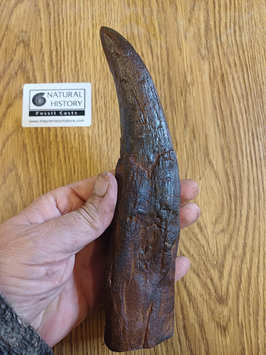 Natural History Fossil Casts: Tyrannosaurus rex Massive 20cm Tooth Replica