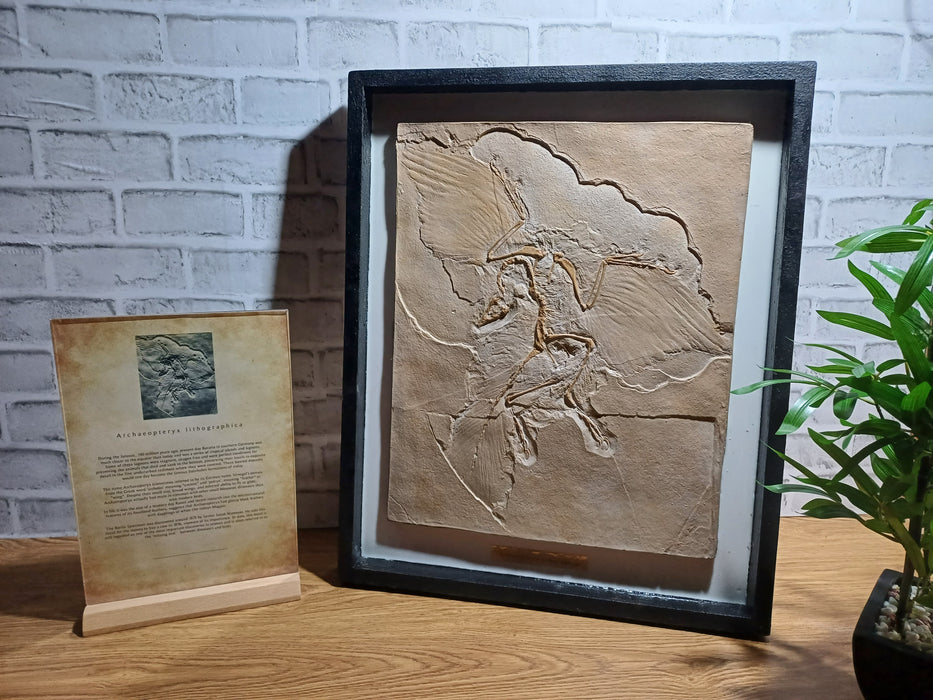 archaeopteryx replica available from the Prehistoric Store