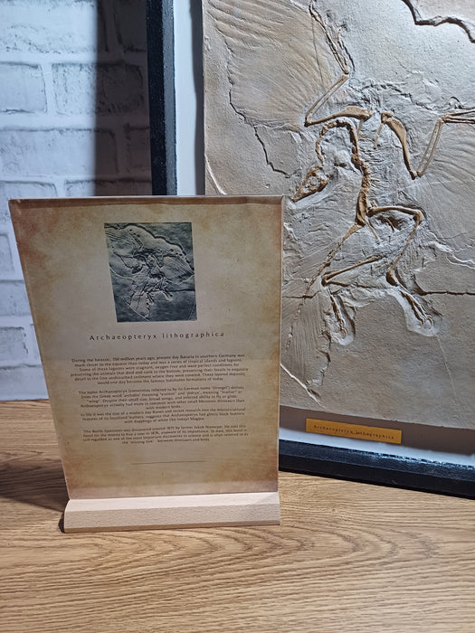 Archaeopteryx Life Sized Fossil Replica Framed edition