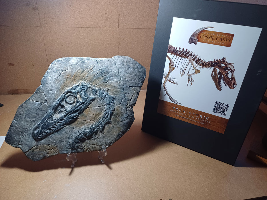 Velociraptor mongoliensis In Matrix Fossil Panel Replica