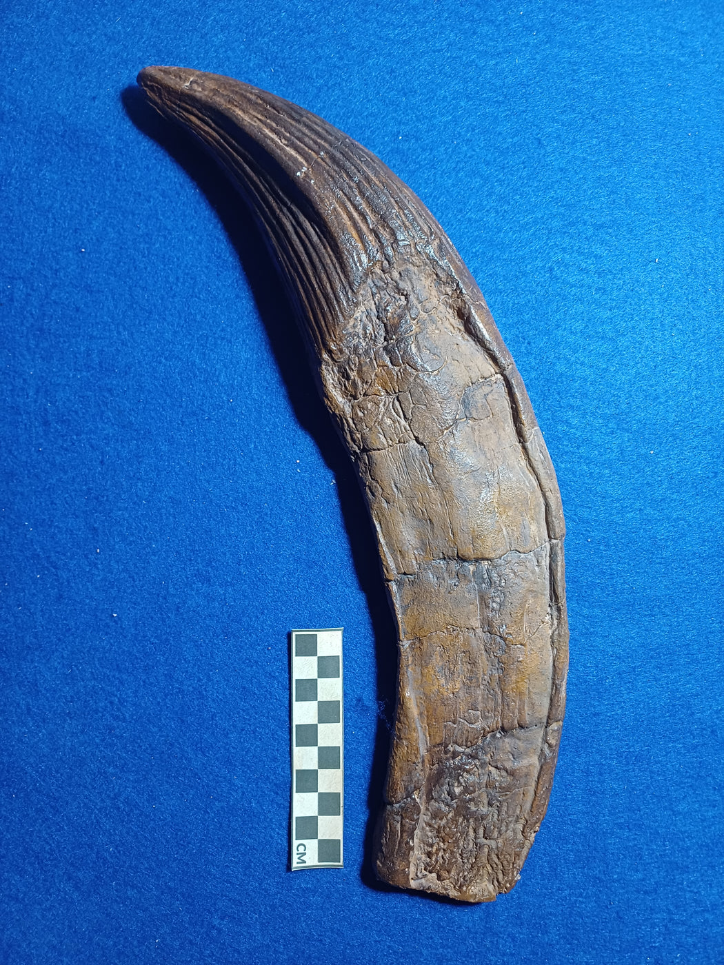 Pliosaurus Life Size Massive Tooth Replica 38cm Long — The Prehistoric ...