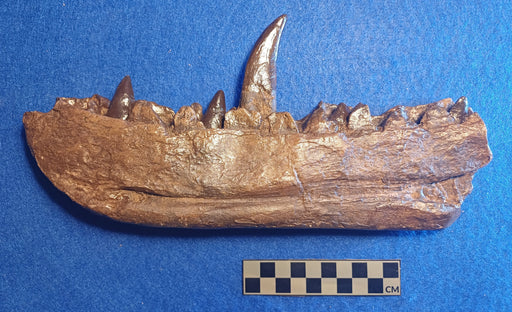 Megalosaurus jawbone replica from The Prehistoric Store