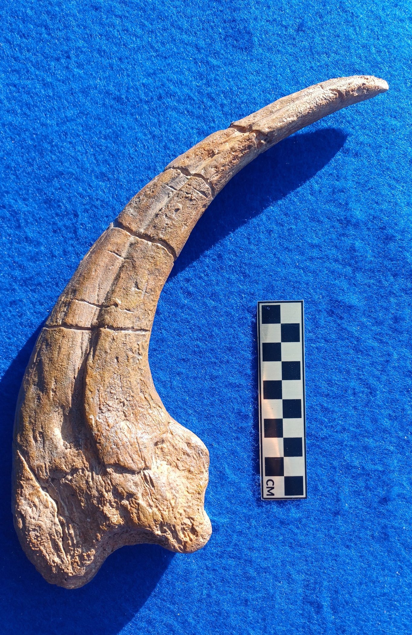 Megaraptor Massive 31cm Claw Replica Museum Grade The Prehistoric Store megaraptor-massive-31cm-claw-replica-museum-grade-the-prehistoric-store