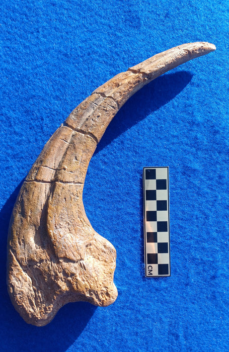 Megaraptor Life Sized claw replica available from The Prehistoric store, musuem grade fossil replica