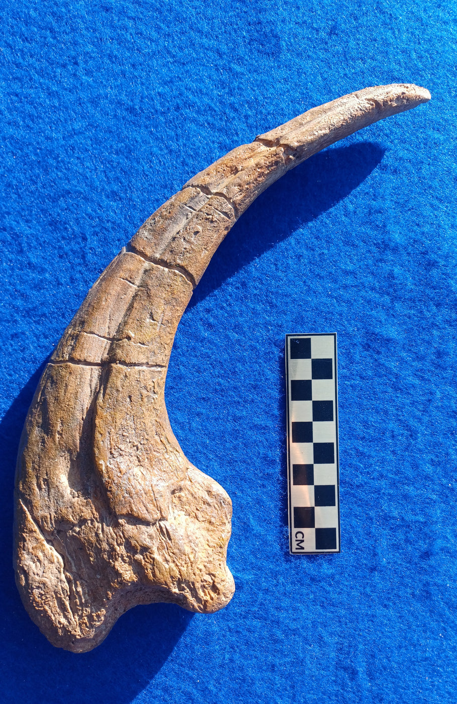 Megaraptor Massive 31cm Claw Replica Museum Grade — The Prehistoric Store