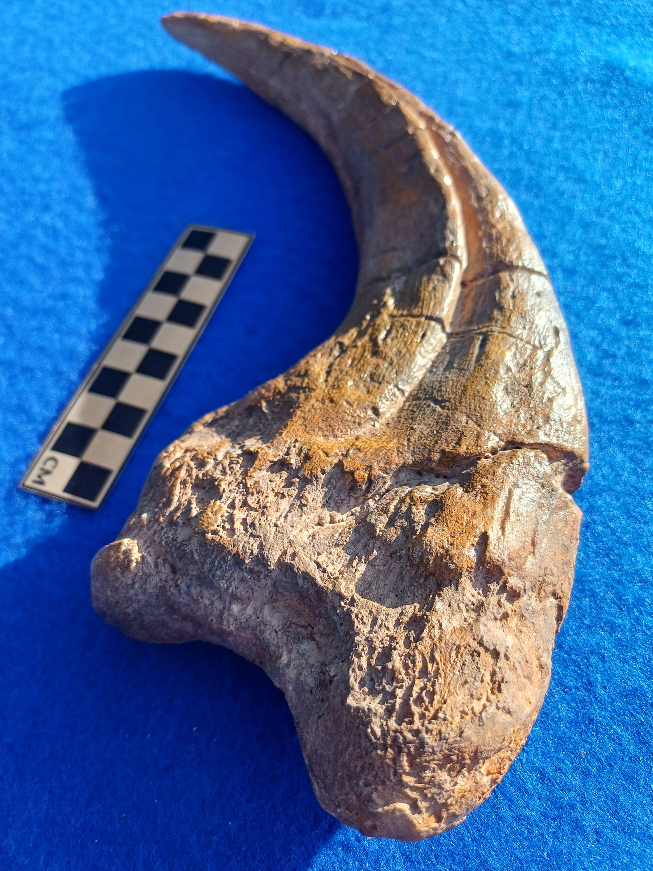 Megaraptor Massive 31cm Claw Replica Museum Grade The Prehistoric Store megaraptor-massive-31cm-claw-replica-museum-grade-the-prehistoric-store