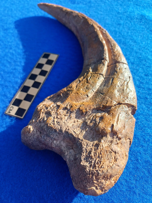 Megaraptor Massive 31cm Claw Replica Museum Grade