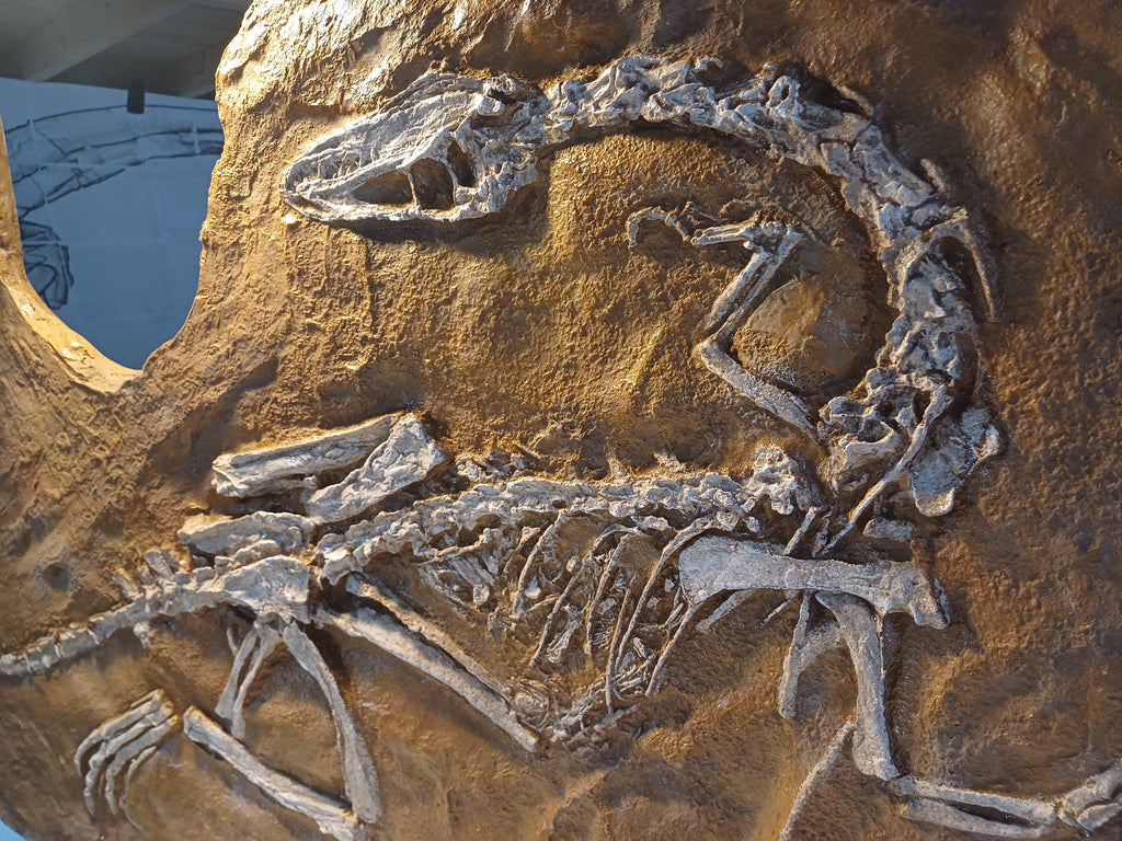 Coelophysis bauri 147cm X 90cm Fossil Cast — The Prehistoric