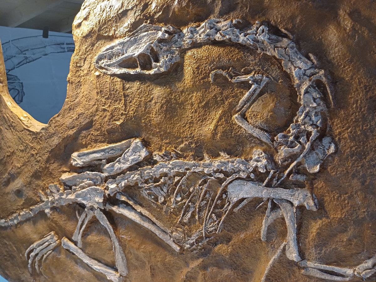 Fossils: The key to the past: Fortey, Richard A
