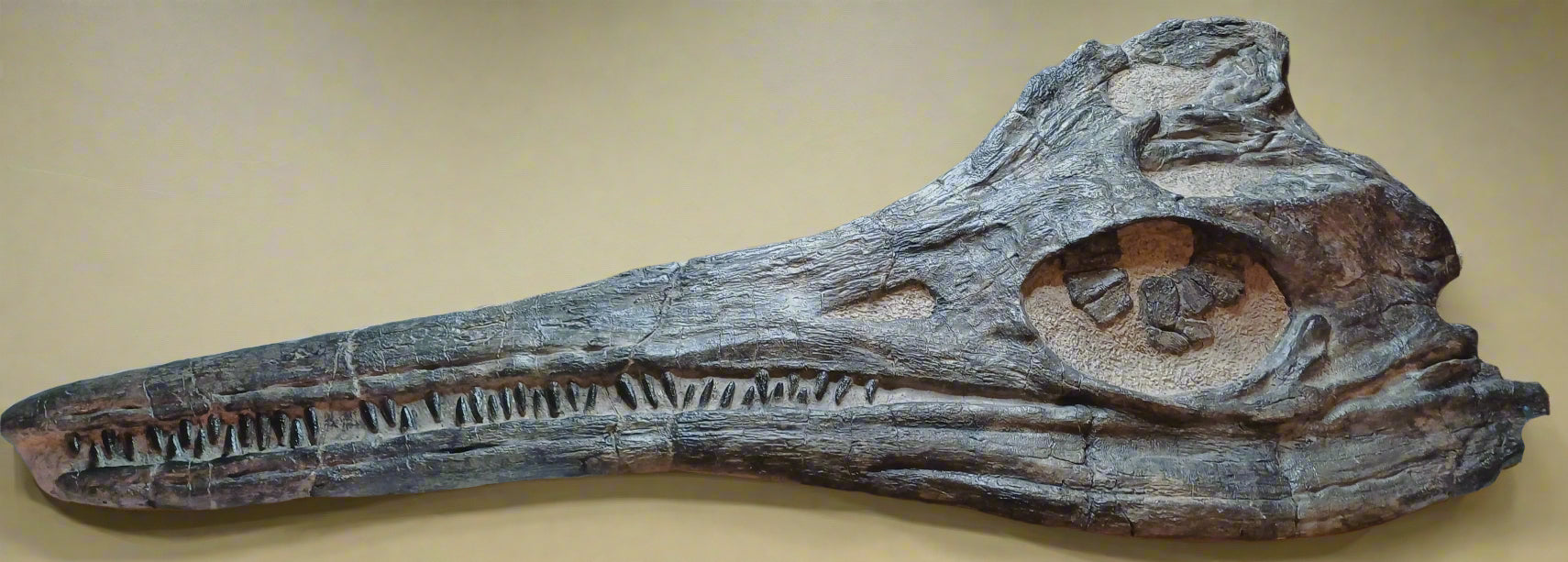 Temnodontosaurus, Icthyosaurus skull replica frpm The Prehistoric Store, 1.5m long skull