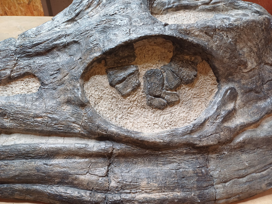 Massive eye of Temnodontsaurus, with sclerotic ring. Replica five foot skull from the prehistoric store