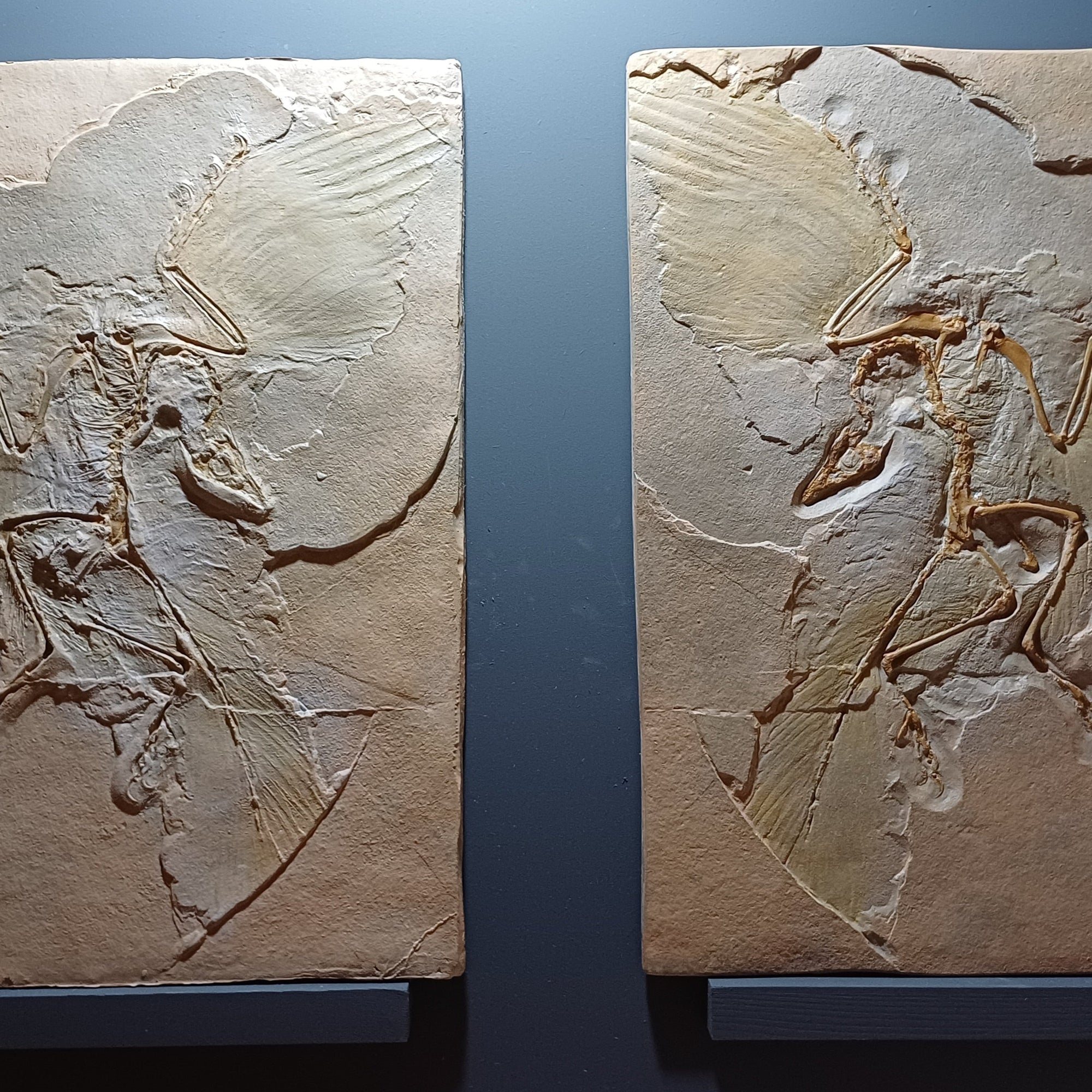 Archaeopteryx positive cast and atural mould replica from The Prehistoric Store
