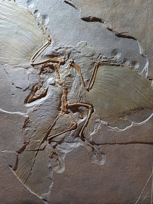 Archaeopteryx Life Sized Fossil Replica Wall Mount