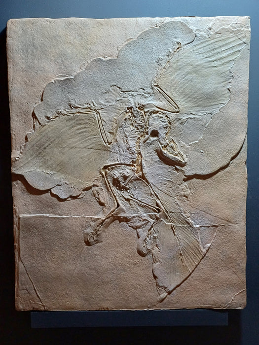 Archaeopteryx negative impression replica from The Prehistoric Store