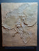 Archaeopteryx negative impression replica from The Prehistoric Store
