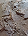 Archaeopterx from Solnhofen formations replica from The Prehistoric Store