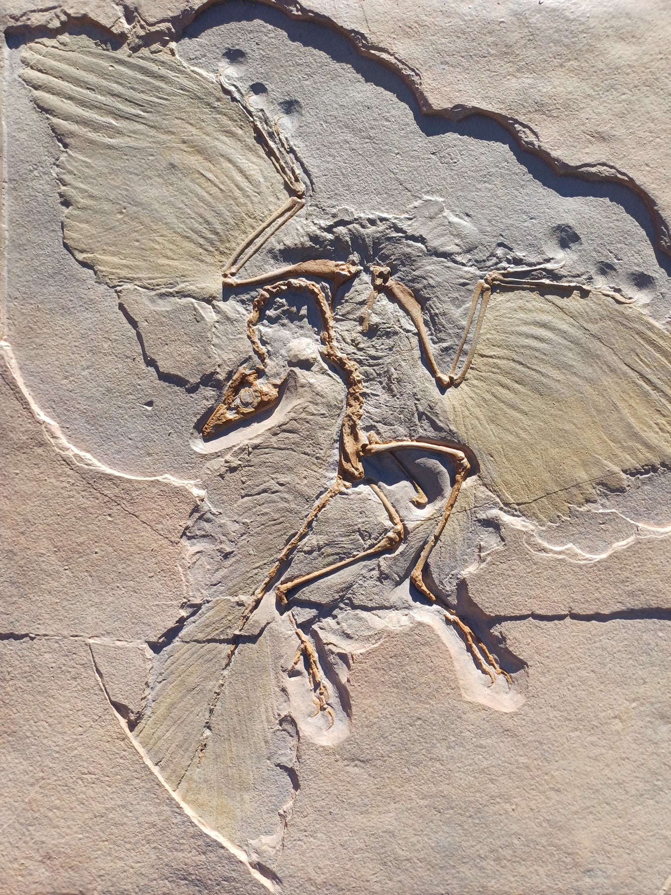 All Dinosaur Fossil Replicas