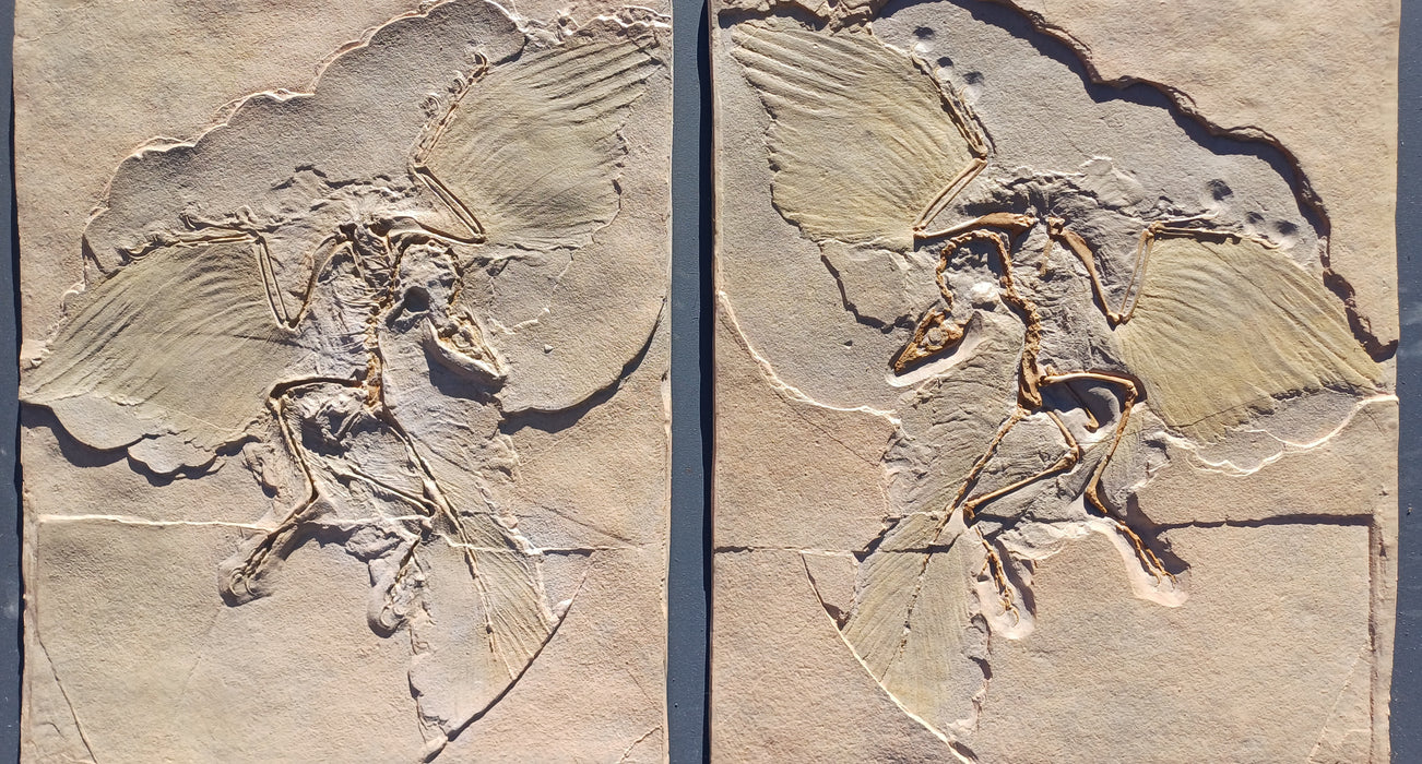 Archaeopteryx Twin Set Positive and Negative (Mould and Cast)
