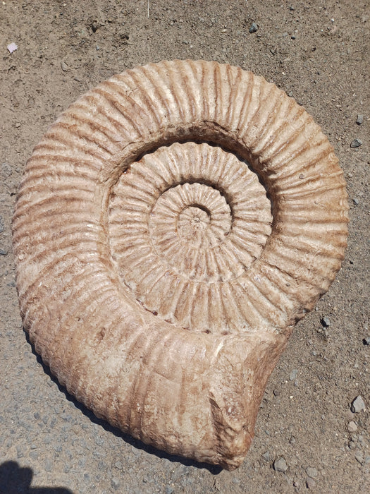 Giant 60cm Wall Mountable Ammonite cast (From Genuine Specimen)