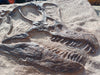 Brachiosaurus  Skull replica for sale, The Prehistoric  Store 