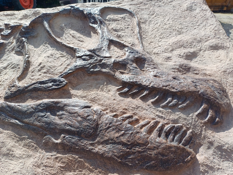 Brachiosaurus  Skull replica for sale, The Prehistoric  Store 