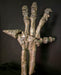 Iguanodon hand cast replica for sale