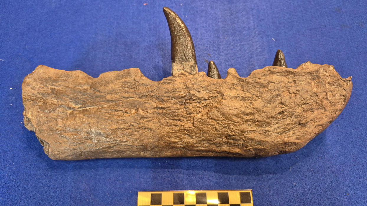 Fossilized megalosaurus jaw with teeth on a blue background with a scale bar for size reference.