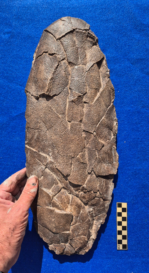 Hopw big were T rex's eggs? Egg replica 46cm long for sale at The Prehistoric Store