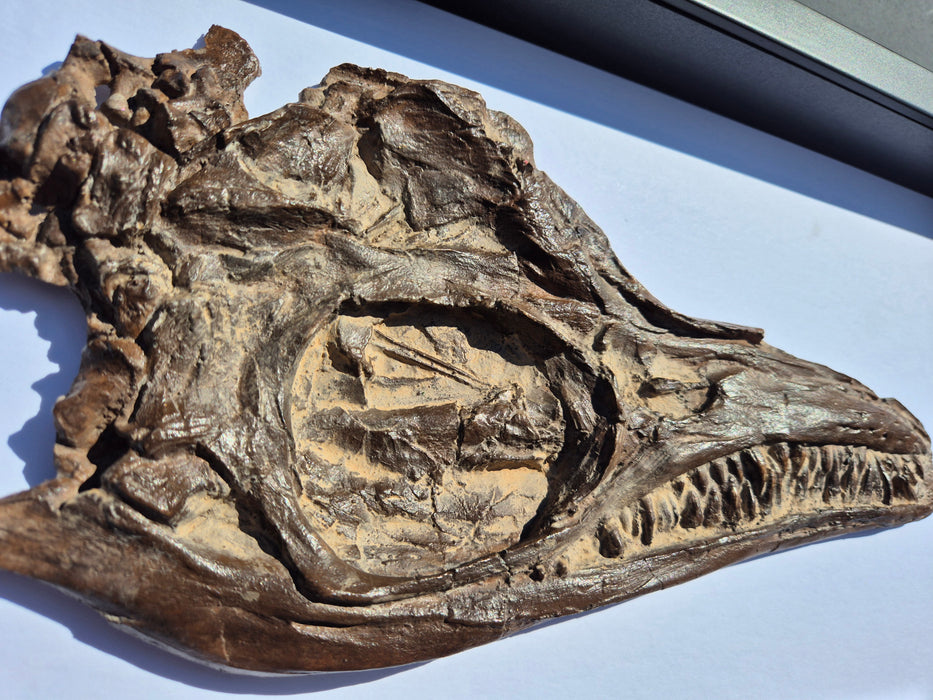 Framed Edition Icthyosaur breviceps Cast A3