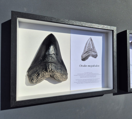 Otodus megalodon tooth replica. Megalodon tooth .