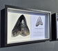 Otodus megalodon tooth replica. Megalodon tooth .