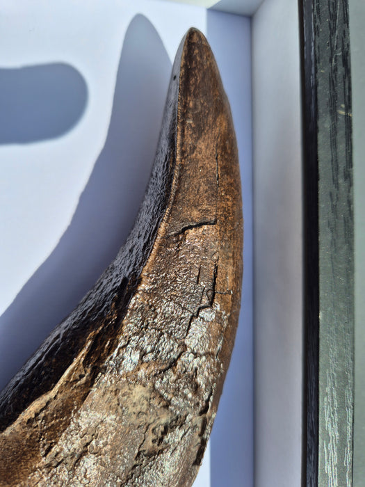 Tyrannosaurus rex tooth replica for sale
