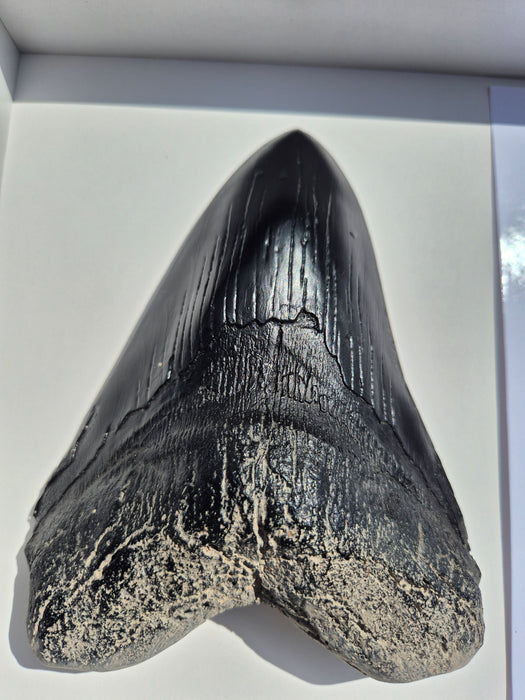 Framed Edition Otodus megalodon Tooth Cast A4