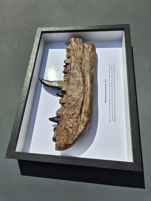 Framed Edition Megalosaurus Jaw Replica A4