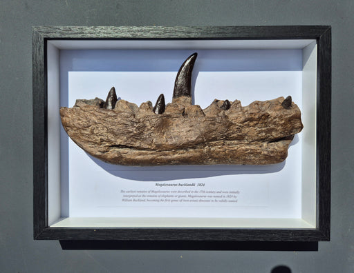 Megalosaurus jawbone replica in frame from The prehistoric Store