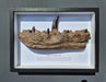 Megalosaurus jawbone replica in frame from The prehistoric Store