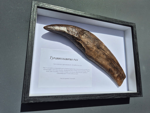 Fossilized tooth of Tyrannosaurus rex in a framed display with descriptive text on a gray background