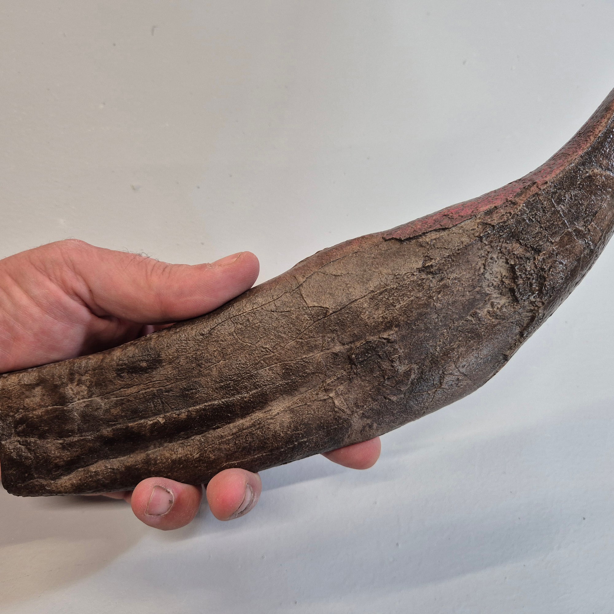 T rex tooth from The Prehistoric Store