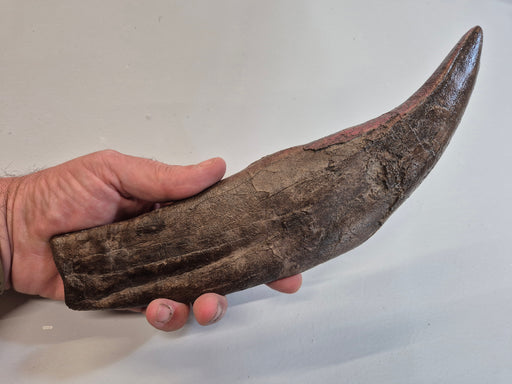T rex tooth from The Prehistoric Store
