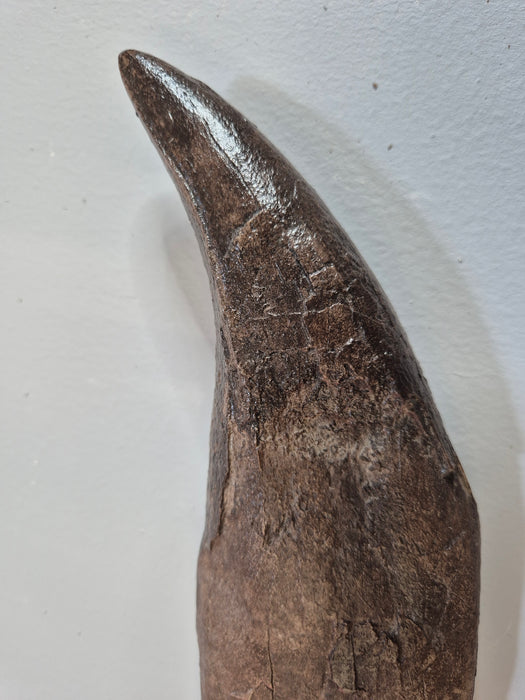 Fossilized Tyrannosaurus skeleton replica on a white background