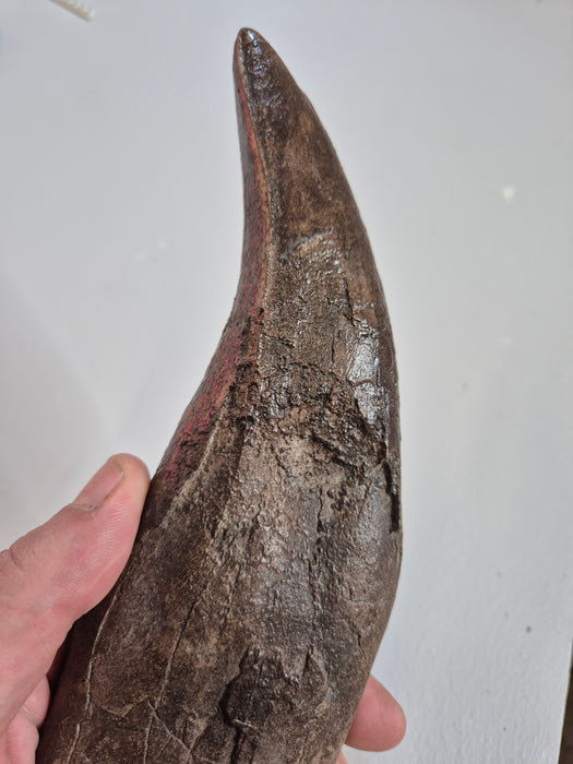 Fossilized T rex tooth held by a hand on a white background