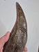Fossilized T rex tooth held by a hand on a white background