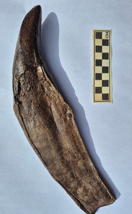 Fossilized Tyrannosaurus rex tooth on a white background with a scale bar for size reference.