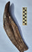 Fossilized Tyrannosaurus rex tooth on a white background with a scale bar for size reference.