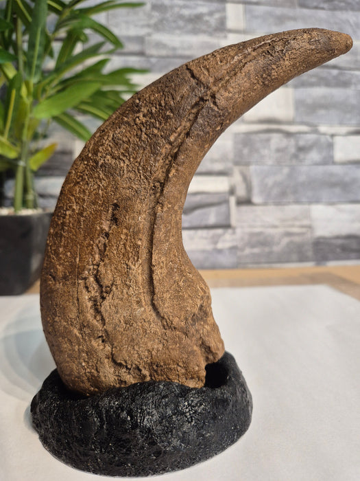 Baryonyx Life Sized 11" Claw Replica