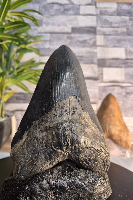 Massive 7" Megalodon Tooth Replica Includes Free Removeable Display Base. Natural finish