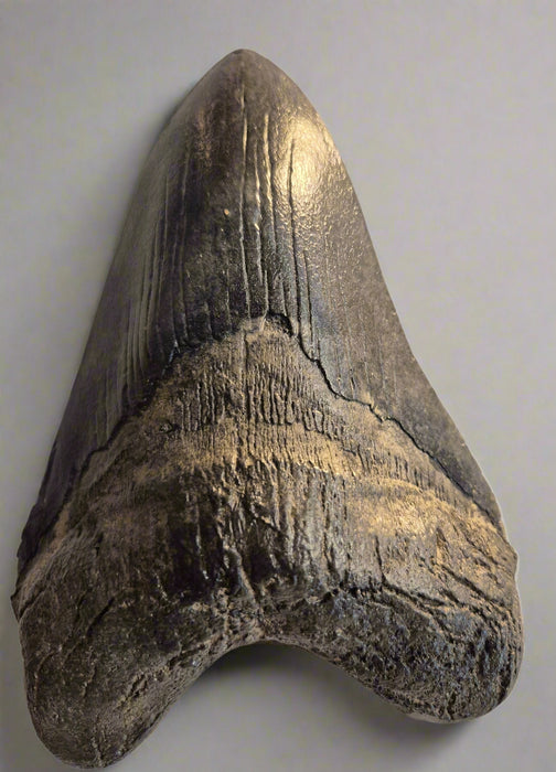 Megalodon tooth replica for sale best quality replica you can get, from the Prehistoric Store