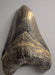 Megalodon tooth replica for sale best quality replica you can get, from the Prehistoric Store