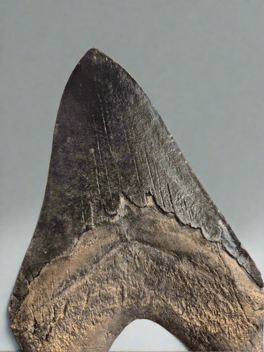 Massive 7" Megalodon Tooth Replica Includes Free Removeable Display Base. Natural finish